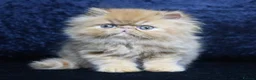 Persian cats for sale: Red and white persian kittens  - Advert 1