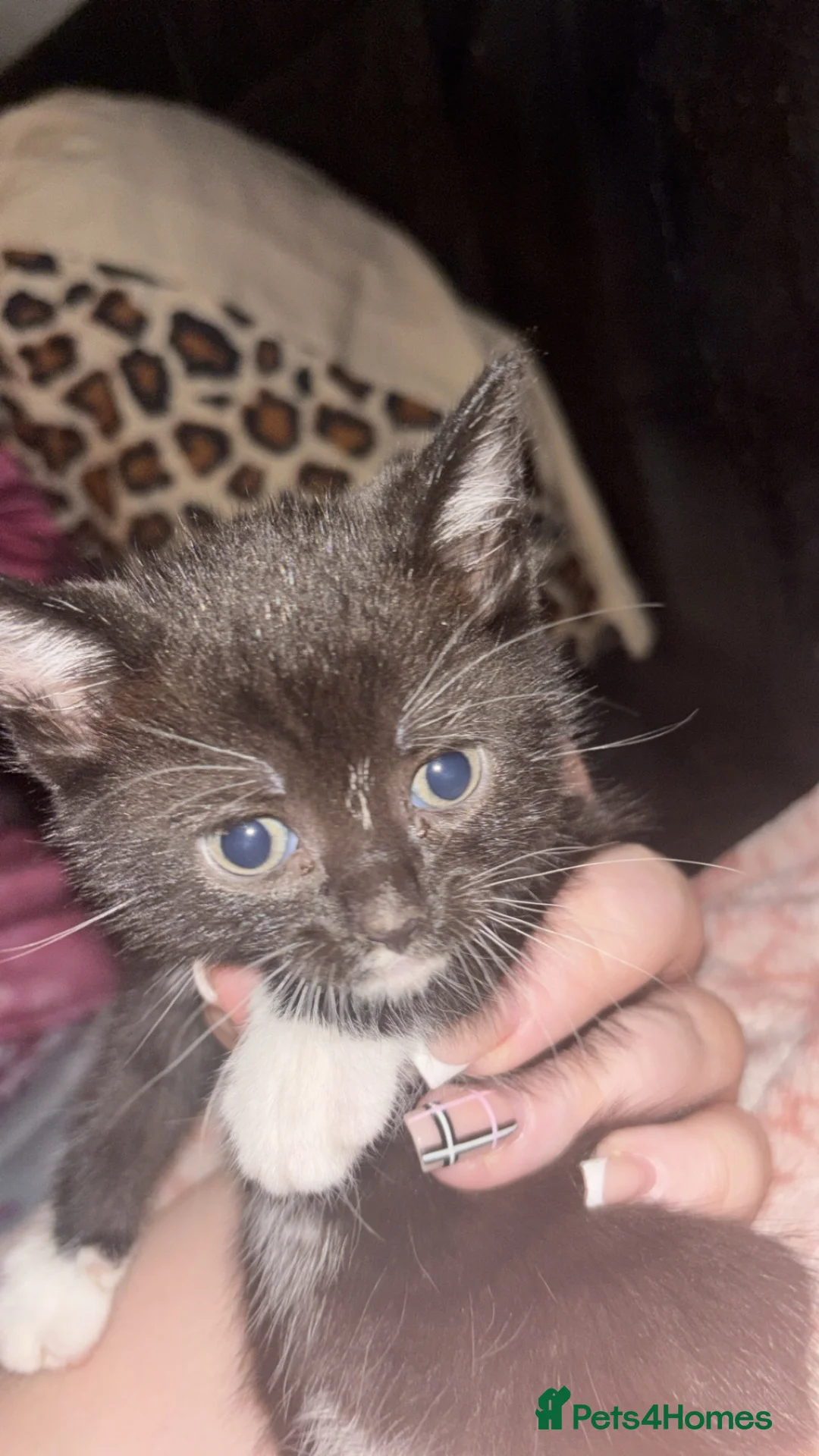 Mixed Breed cats for sale: 1 girl kitten for sale  - Advert 8