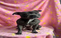 Staffordshire Bull Terrier dogs for sale: Stella & Astro Puppies - Image 9