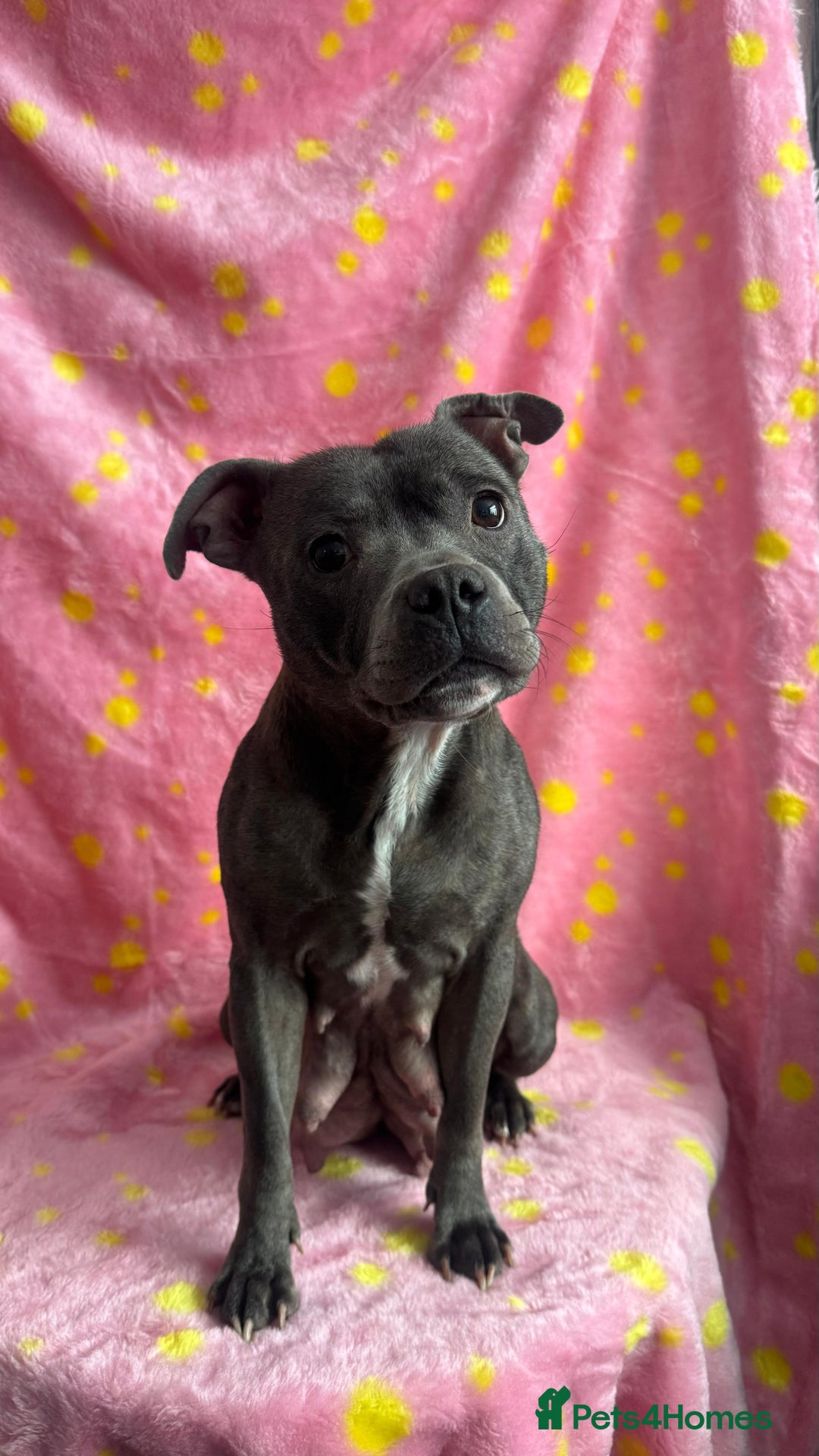 Staffordshire Bull Terrier dogs for sale: Stella & Astro Puppies - Image 9