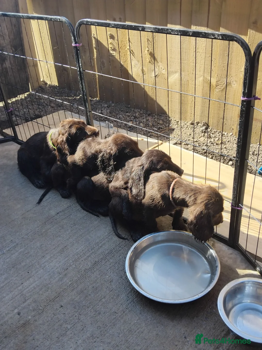 Cocker Spaniel dogs for sale: Cocker spaniel pups - Advert 2