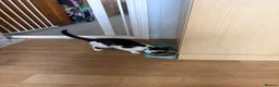 Mixed Breed cats for sale: Male black and white cat in Middlesbrough - Advert 2