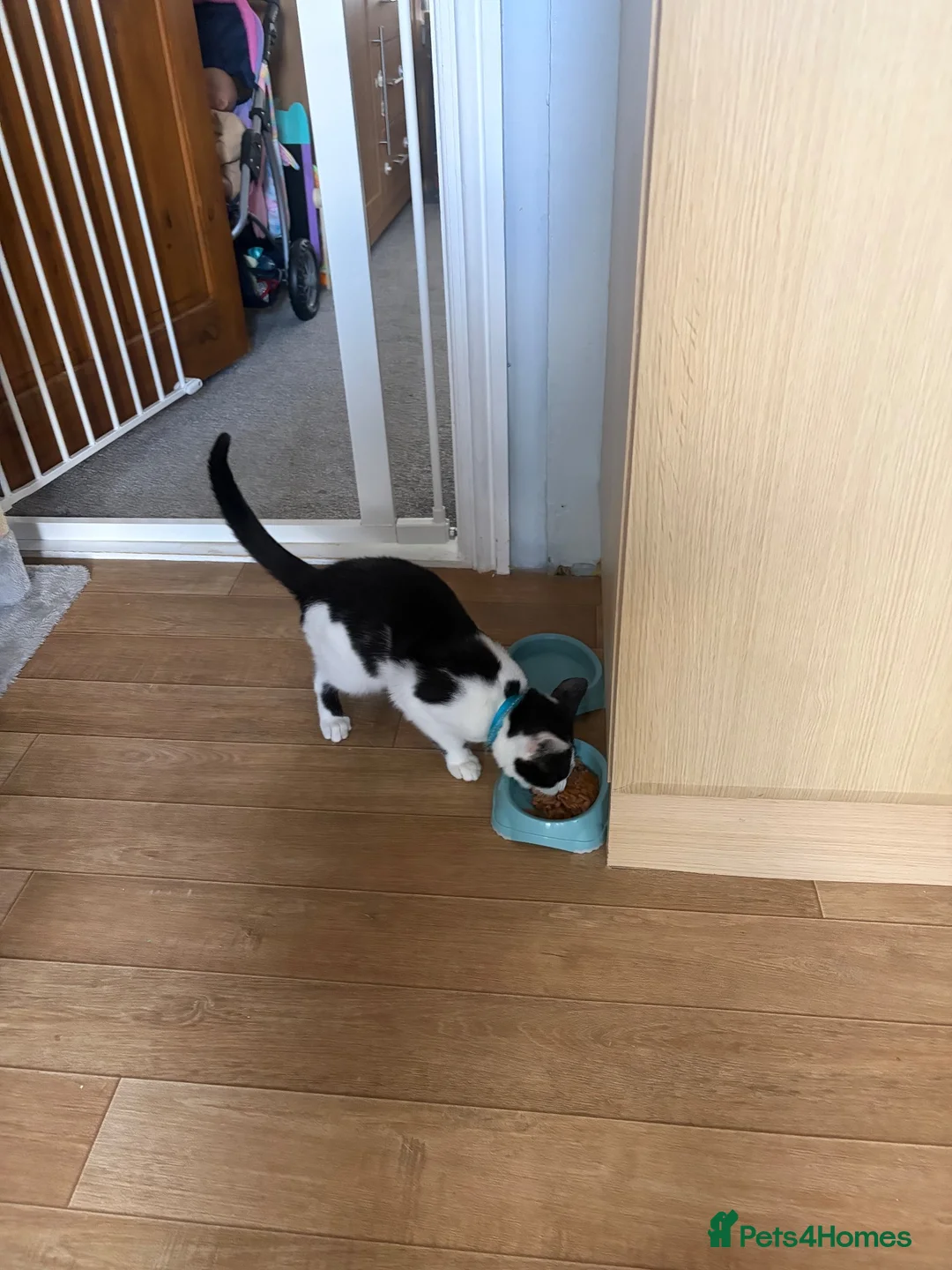 Mixed Breed cats for sale: Male black and white cat in Middlesbrough - Advert 2