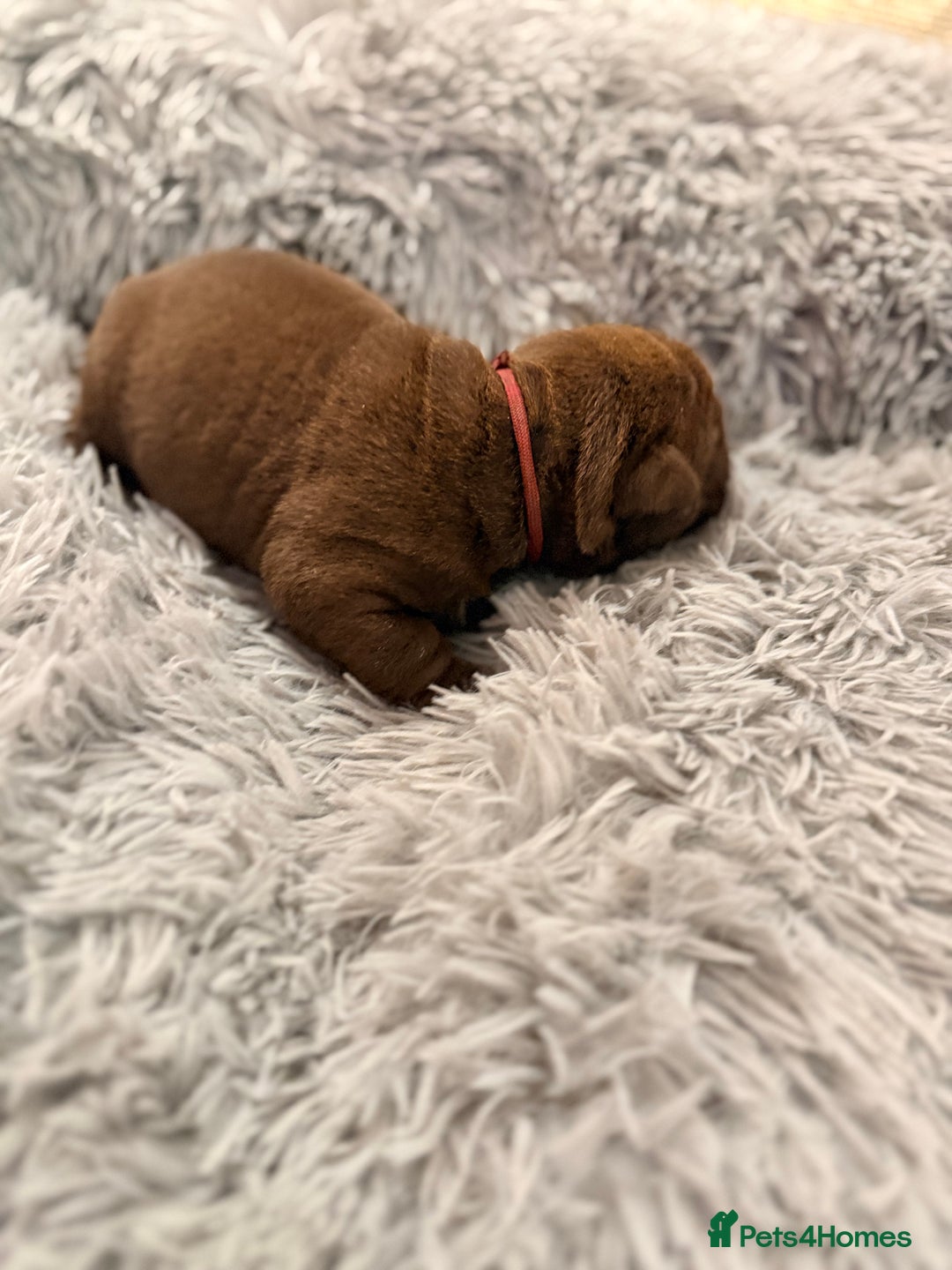 Mixed Breed dogs for sale: Gawjuss Bullpei Puppies 🐶 - Advert 30