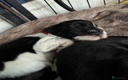 Sprocker dogs for sale: Beautiful Sprocker spaniel puppies ALL GIRLS - Image 13