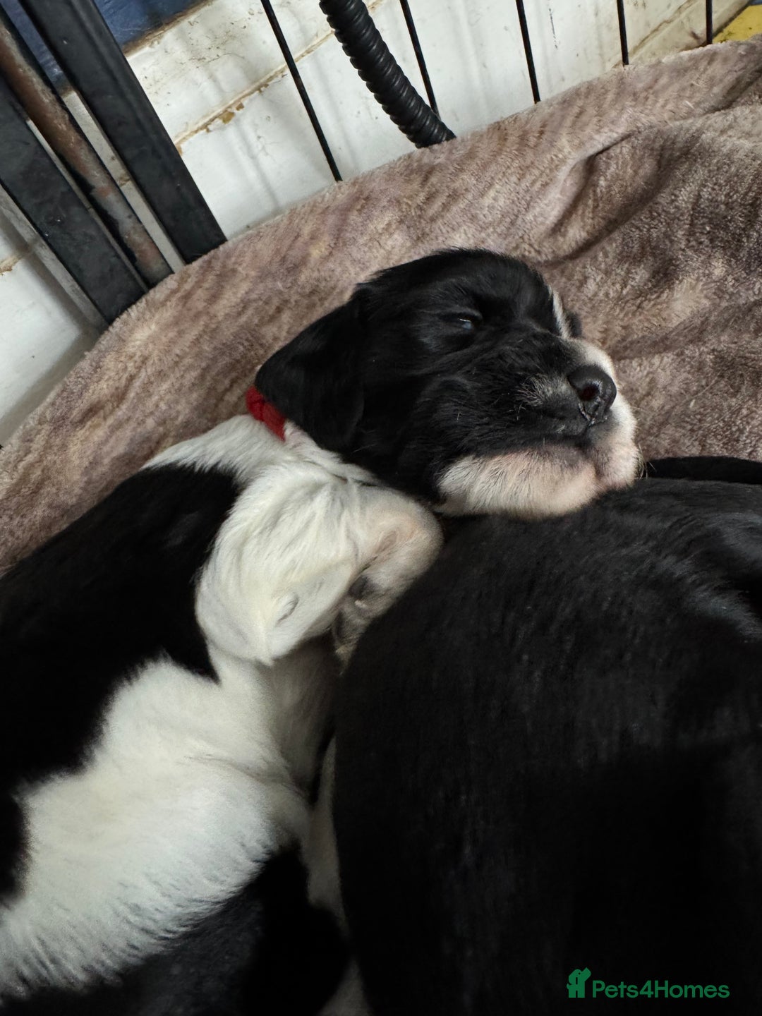 Sprocker dogs for sale: Beautiful Sprocker spaniel puppies ALL GIRLS - Image 13
