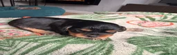 Cavapoochon dogs for sale: Cavalier King Charles Spaniel / Cavapooshon pups - Advert 23