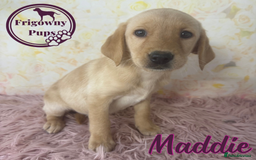 Labrador Retriever dogs for sale: Adorable KC Reg Labrador Puppies *Ready Now* - Image 18