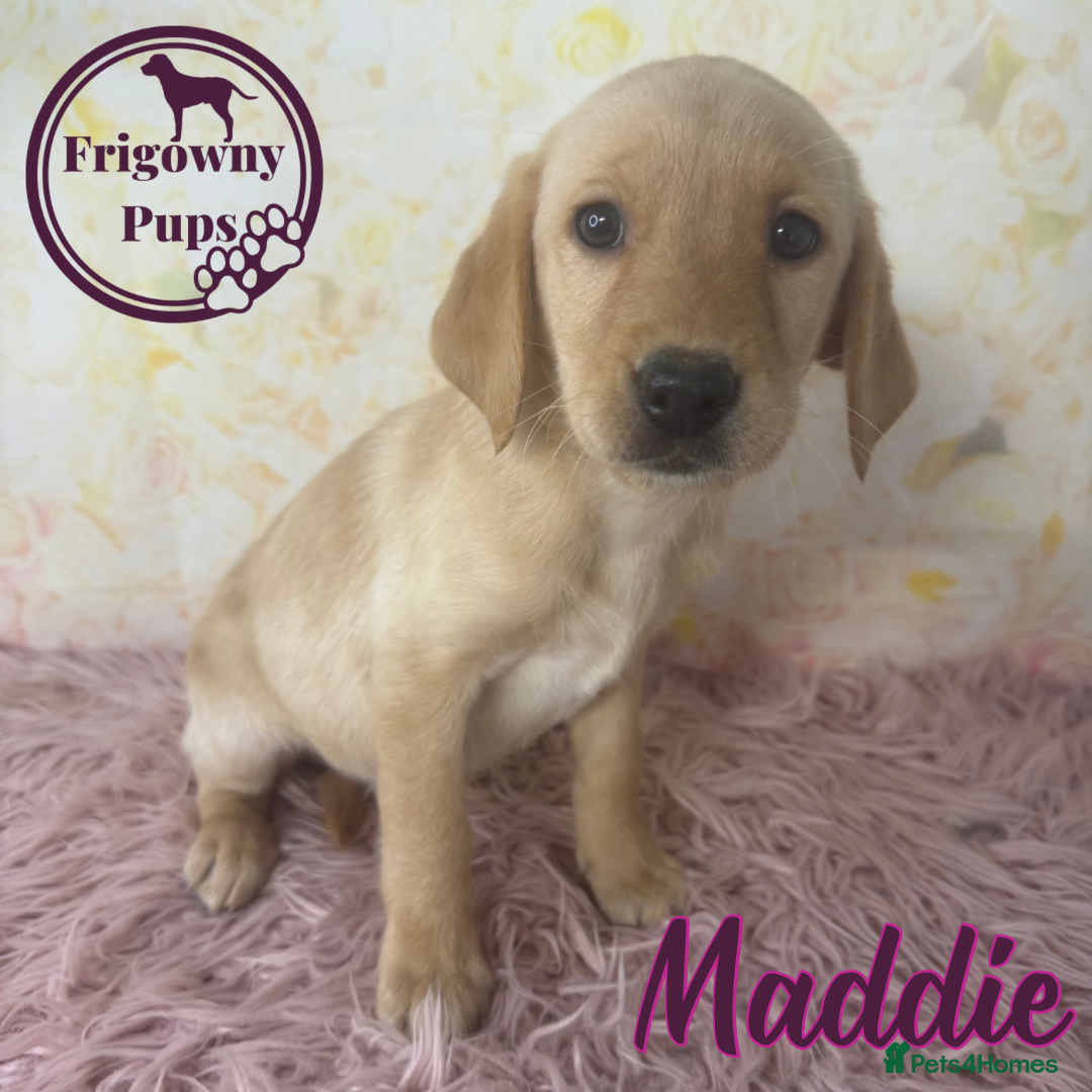 Labrador Retriever dogs for sale: Adorable KC Reg Labrador Puppies *Ready Now* - Image 18