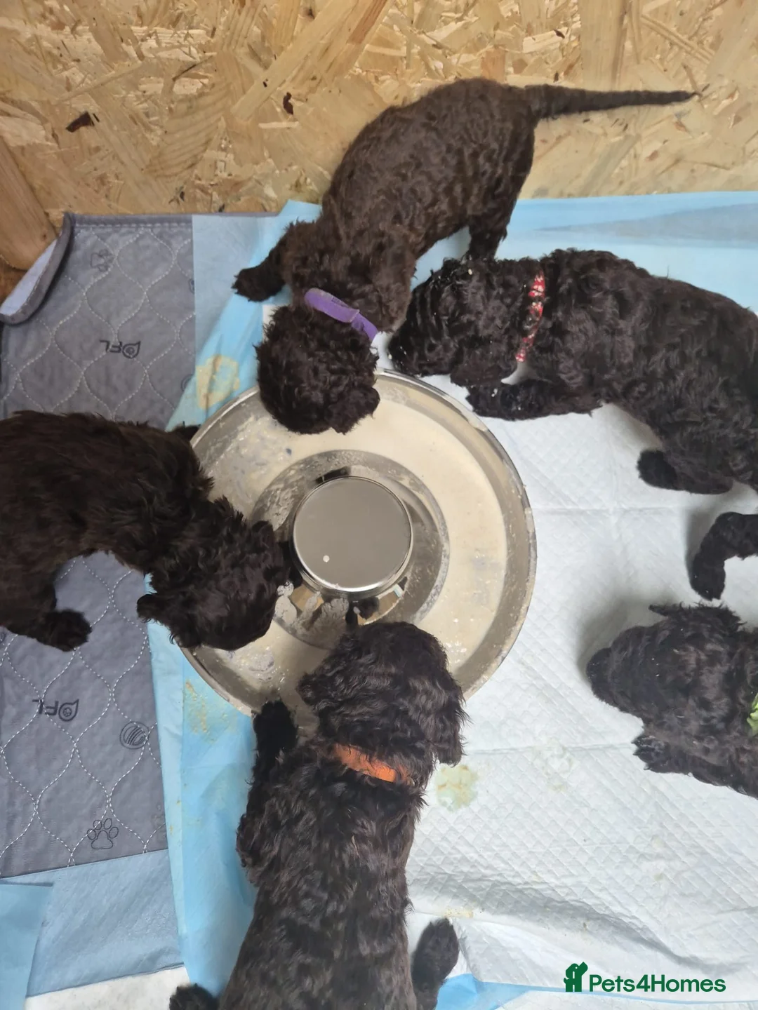 Irish Water Spaniel dogs for sale: Irish water spaniel in Craigavon - Advert 5