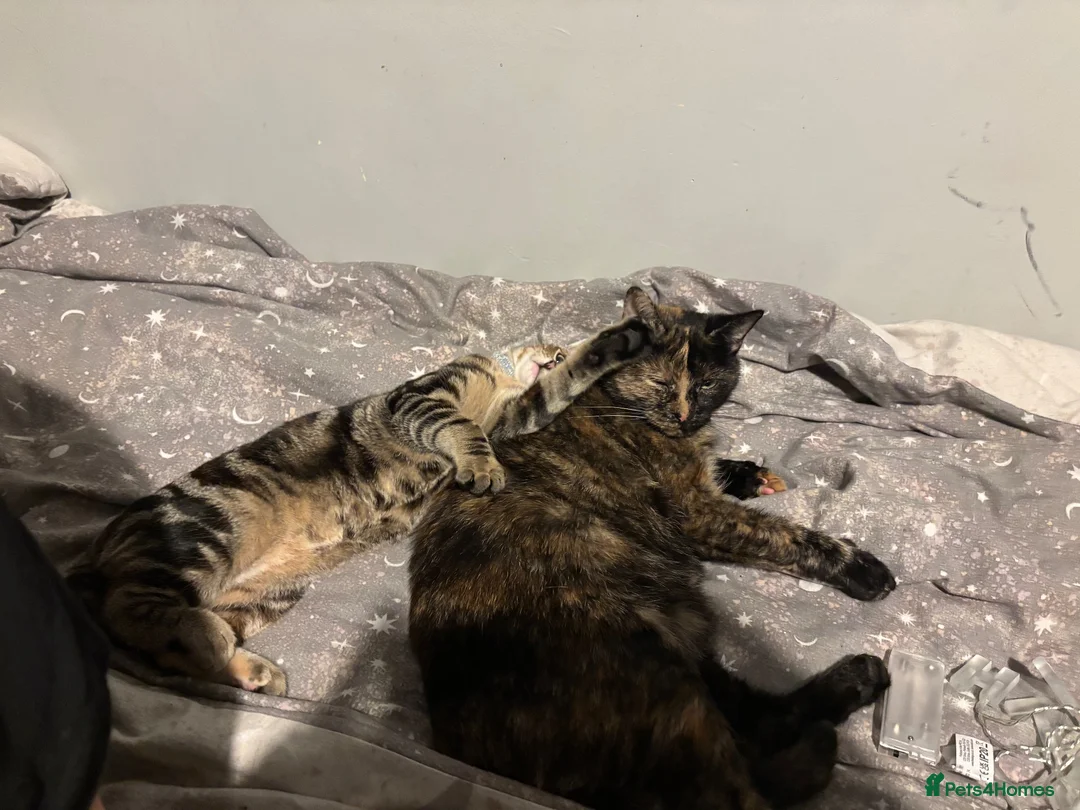 Mixed Breed cats for sale: Two stunning half British blue kittens for sale - Advert 24