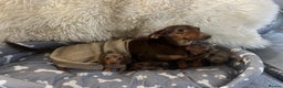 Dachshund dogs for sale: Miniature dachshund puppies for sale - Advert 14