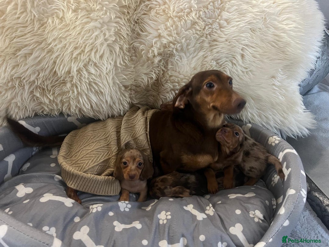 Dachshund dogs for sale: Miniature dachshund puppies for sale - Advert 14