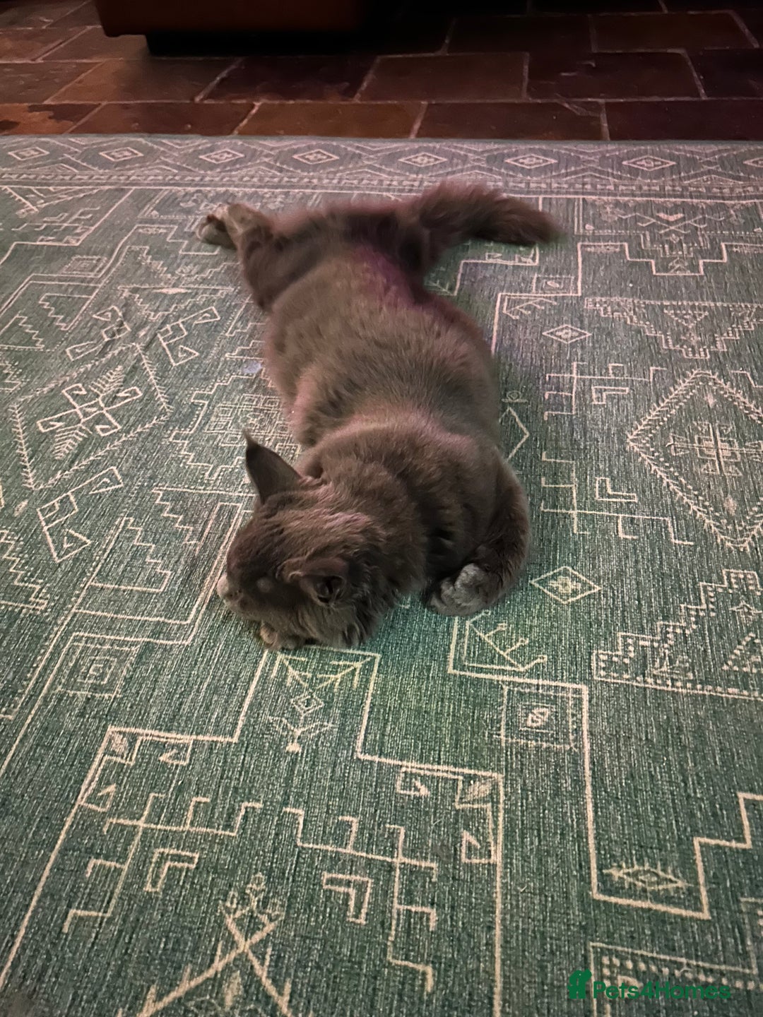 Maine Coon cats for sale: Gccf MaineCoon Kitten Exceptional Russian Lines 🌟 - Advert 5