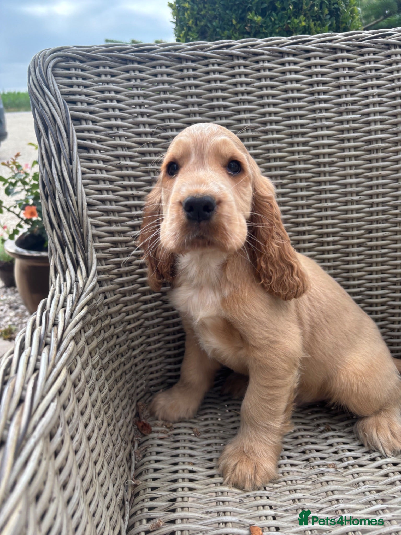 Cocker Spaniel dogs Beautiful KC show cocker spaniels  - Advert 1