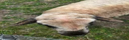Sheep livestock for sale: 7/8 Valais Ewes - Advert 2
