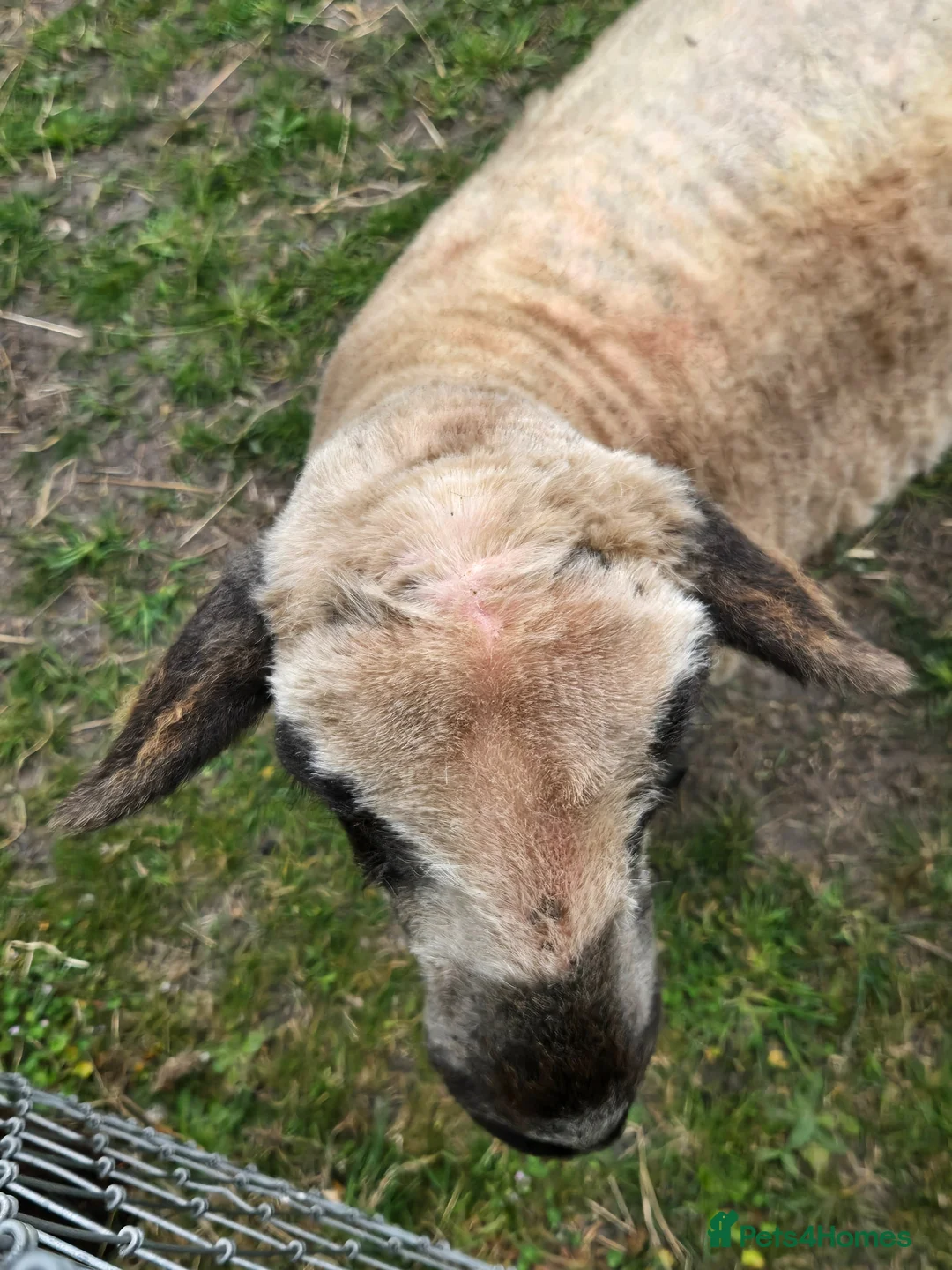 Sheep livestock for sale: 7/8 Valais Ewes - Advert 2