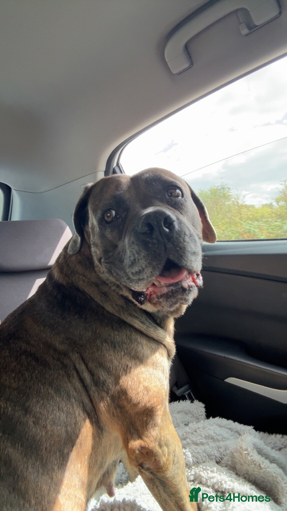 Cane Corso dogs Bella  - Advert 1