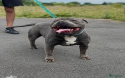 Staffordshire Bull Terrier dogs for sale: Stunning Staffordshire Bullterrier Puppies  - Image 10
