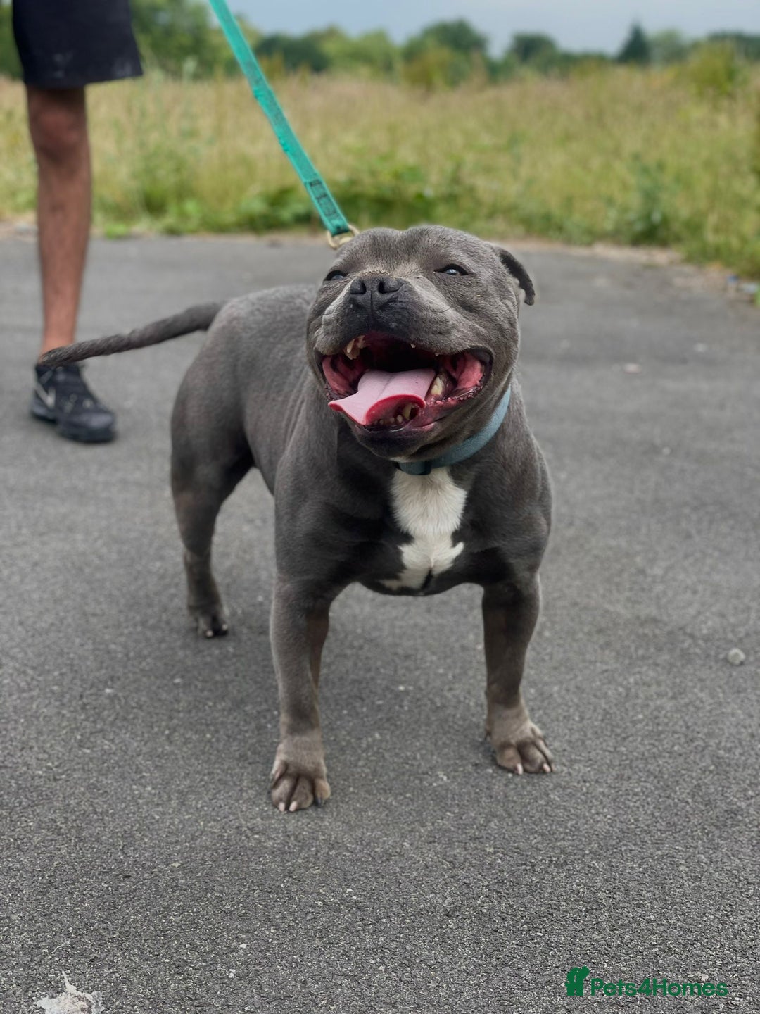 Staffordshire Bull Terrier dogs for sale: Stunning Staffordshire Bullterrier Puppies  - Image 10