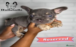 French Bulldog dogs for sale: Exquisite French Bulldog Puppies - Image 8