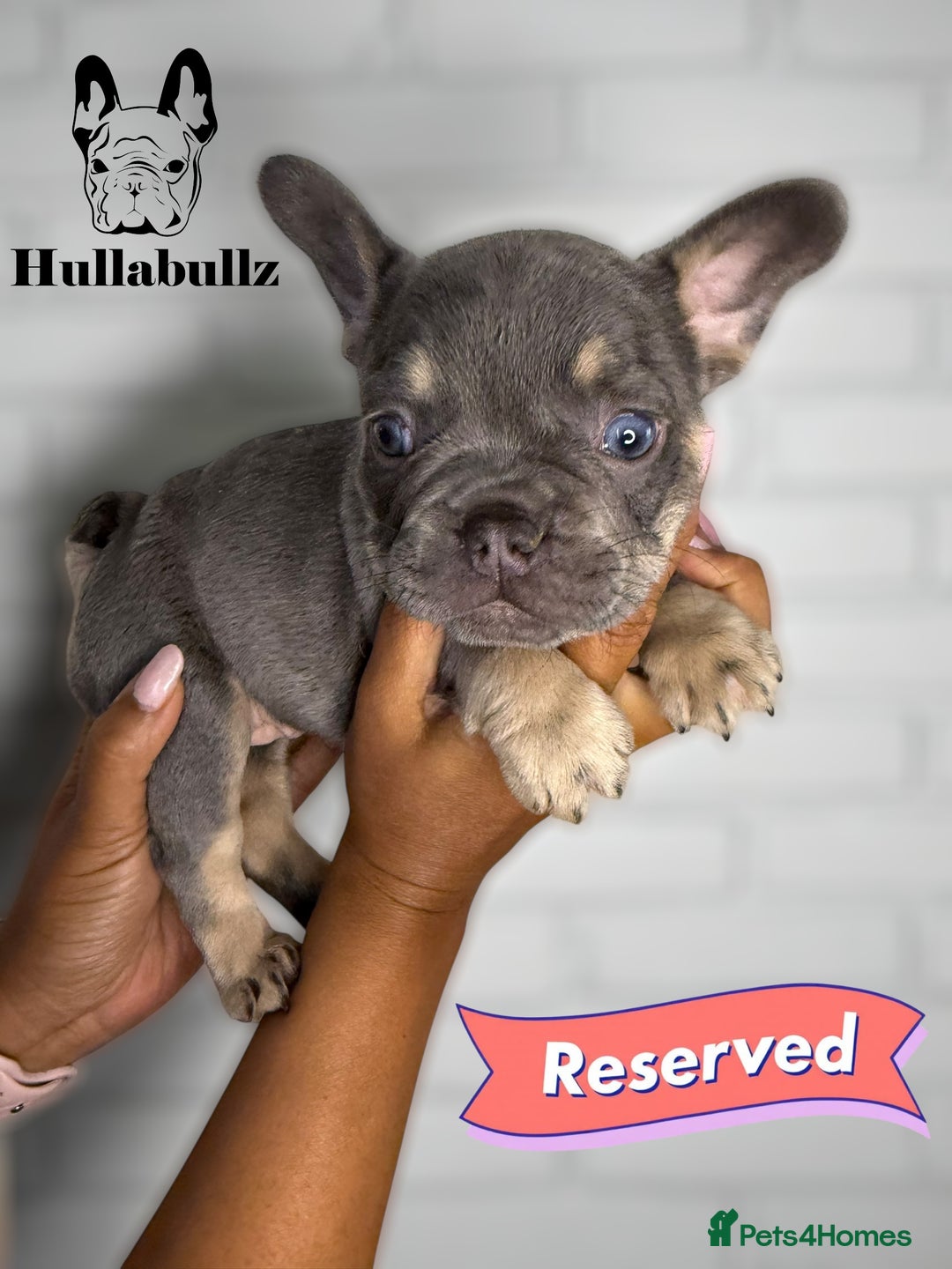 French Bulldog dogs for sale: Exquisite French Bulldog Puppies - Image 8