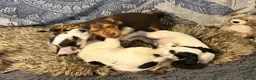 Bocker dogs for sale: Floppy ears Bockers - Advert 24