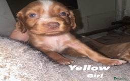 Cocker Spaniel dogs for sale: Beautiful Working Cocker Spaniels WF9 1ET  - Advert 4