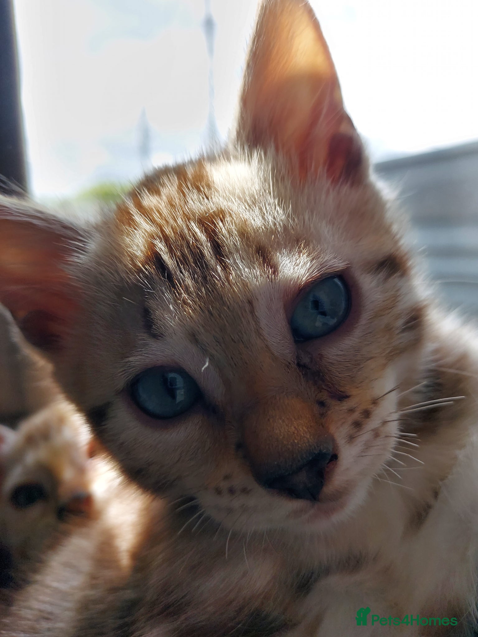 Bengal cats for sale: Pedigree Snow Bengal Kittens  - Advert 12