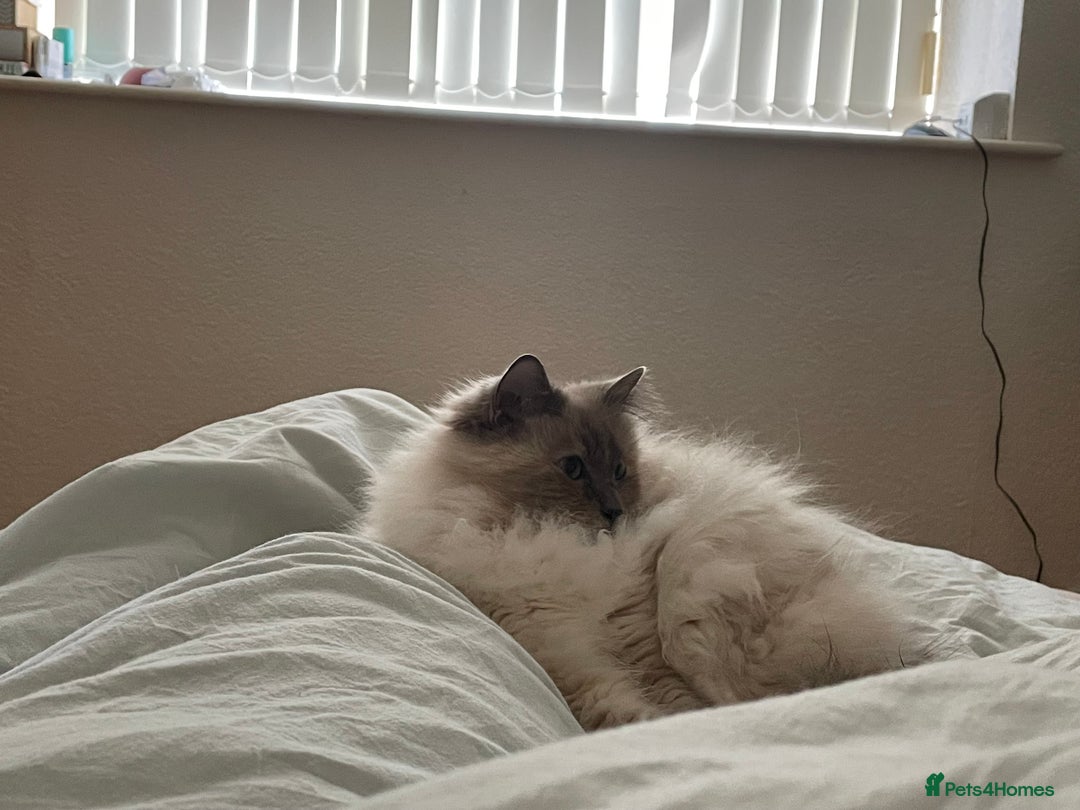 Ragdoll cats for sale: Gorgeous spayed ragdoll girl for sale - Advert 2