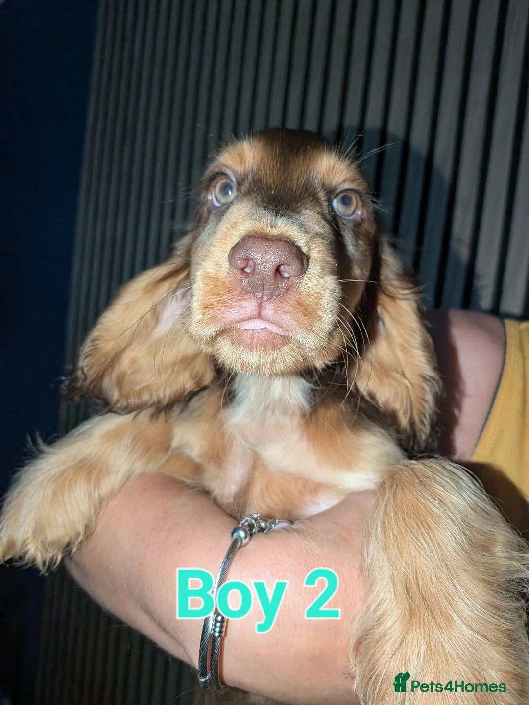 Cocker Spaniel dogs for sale: Beautiful cocker pups - Advert 2
