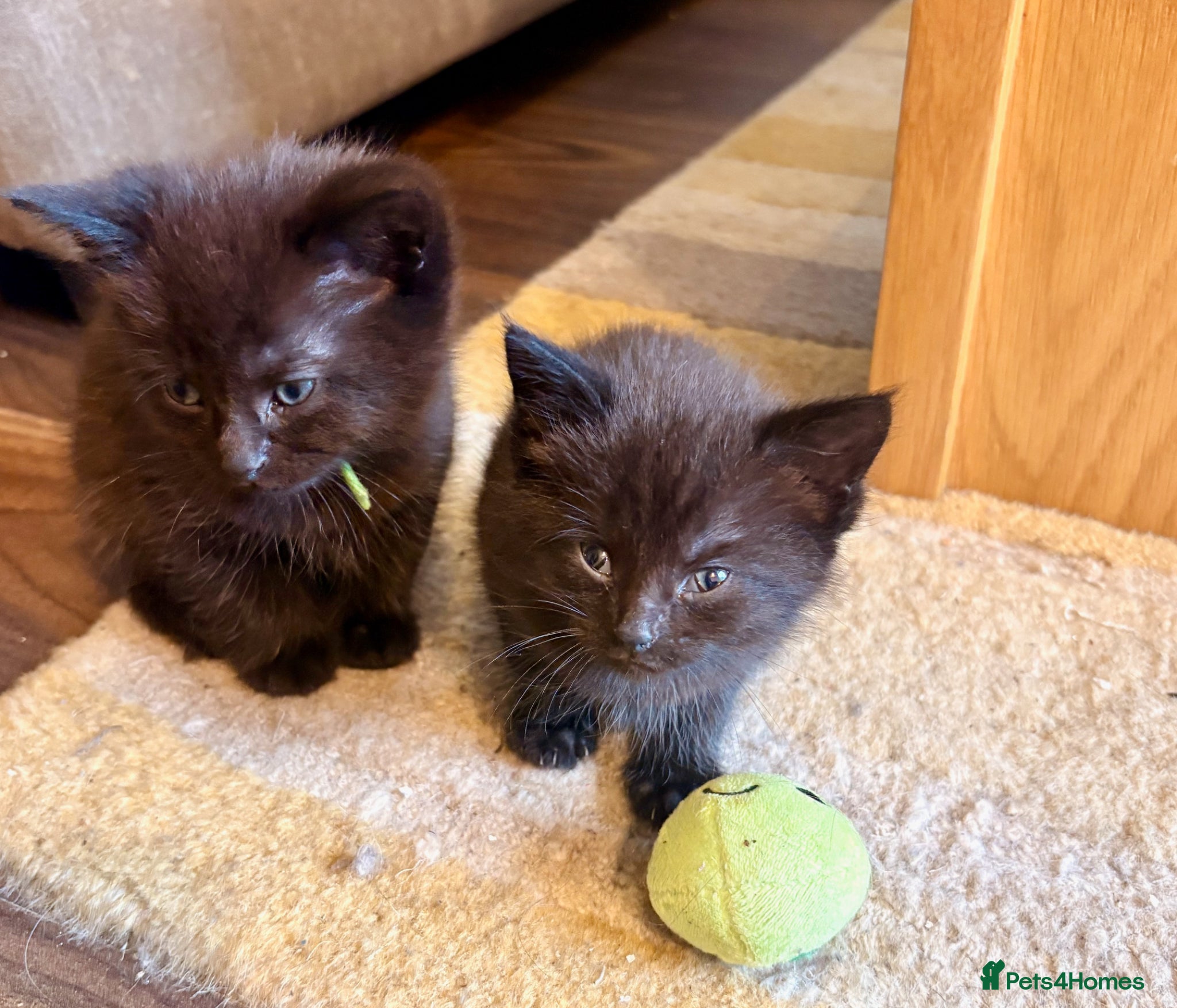 Mixed Breed cats for sale: Beautiful Kittens For Sale - Advert 17