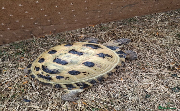 Tortoise reptiles - Advert 16