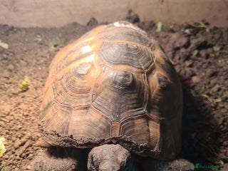 Hermann Tortoise reptiles Hermanns Tortoise with vivarium - Advert 1