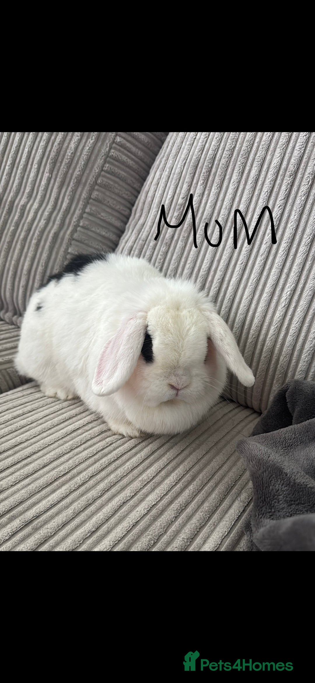 Mini Lop rabbits for sale: ✨ Beautiful Lop x Angora Baby Bunnies  ✨  - Advert 10