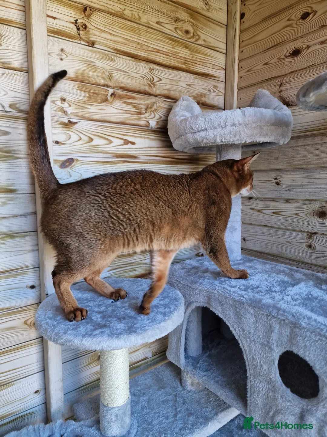 Abyssinian cats for stud: 🔥TICA active abbysinian boy for stud🔥 in Bury Saint Edmunds - Advert 2