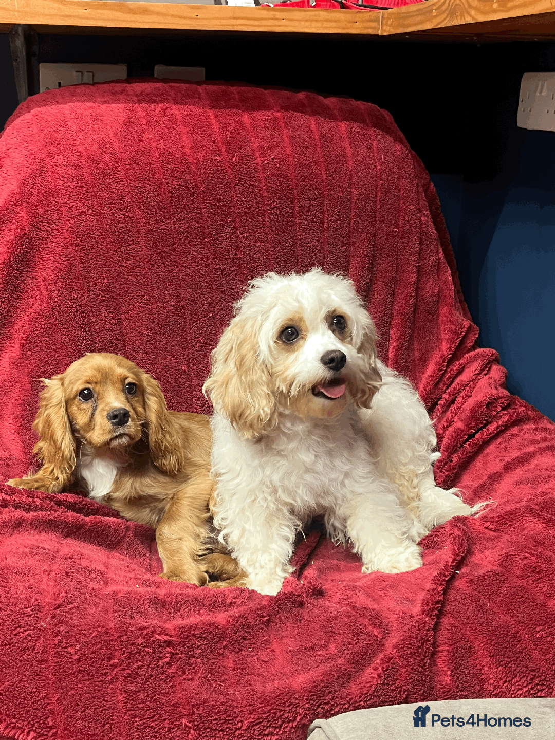 Cavachon dogs for sale: Playful boys ready to go  - Image 5
