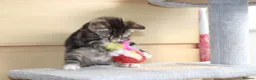 Mixed Breed cats for sale: Tabby Kittens Ready for Collection  - Advert 8