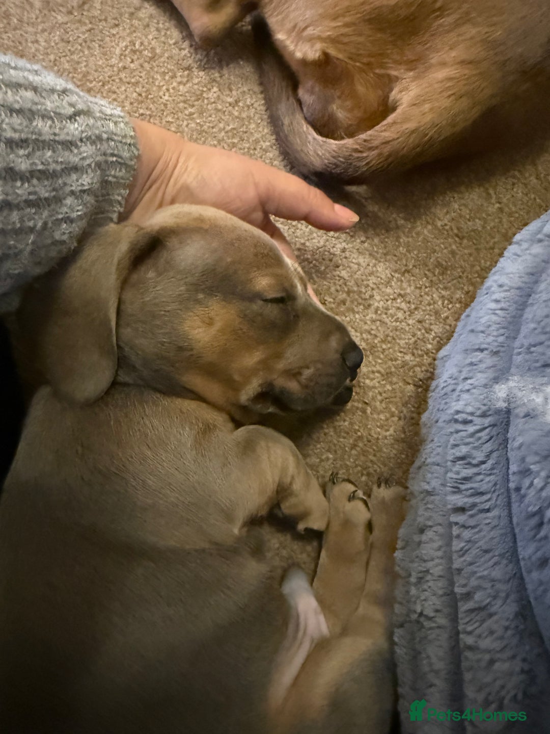 Mixed Breed dogs for sale: Adorable Baby Dachshund Puppies 💕🐾 in Cowdenbeath - Image 21