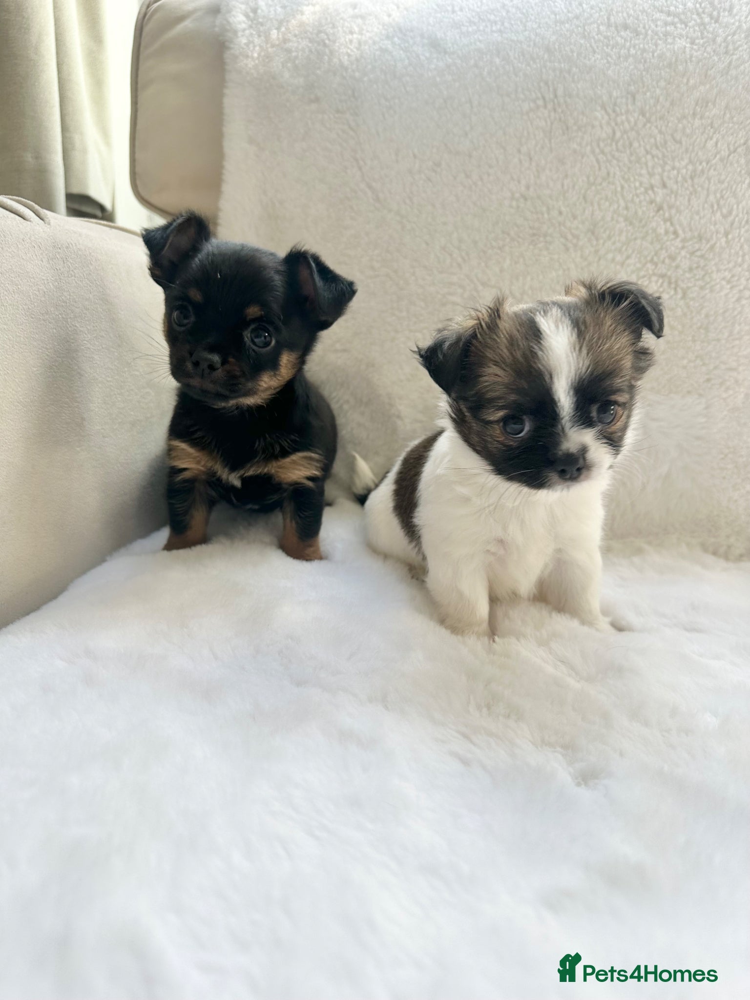 Mixed Breed dogs Jack Russell x Chihuahua  Ready now - Advert 14