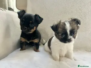 Mixed Breed dogs Jack Russell x Chihuahua Ready now - Advert 14