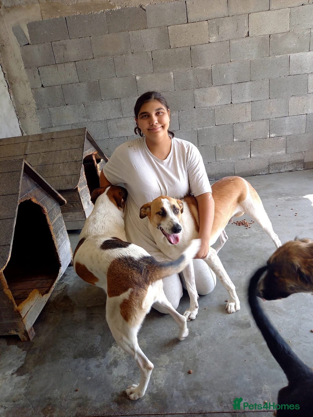 Mixed Breed dogs for adoption: Sasha. 3 yrs approx. Available for adoption. - Advert 4