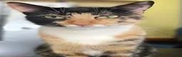 Mixed Breed cats for sale: Two Kittens For Sale - Advert 2