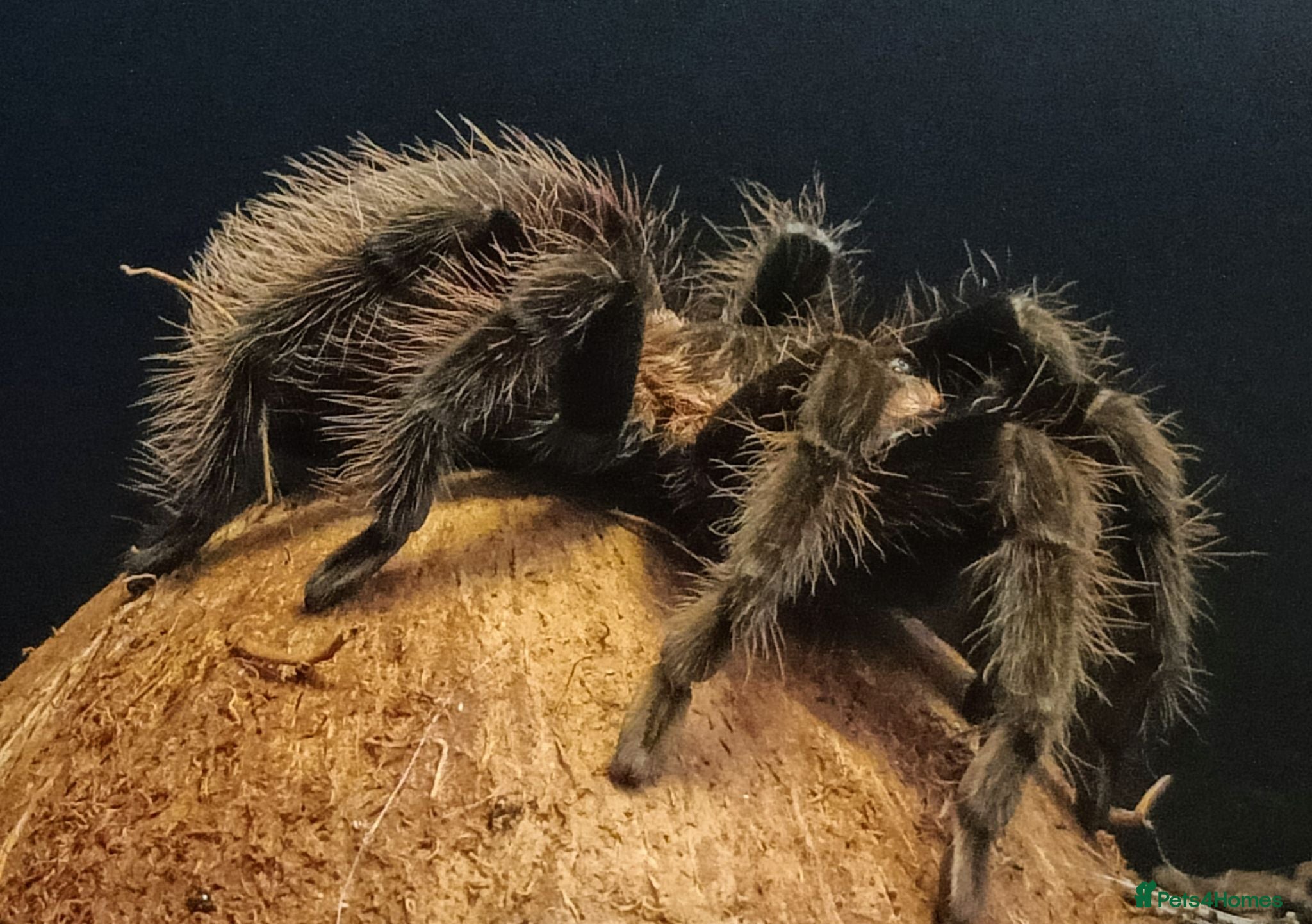 Spiders invertebrates Mexican Red Rump Tarantula - Advert 2