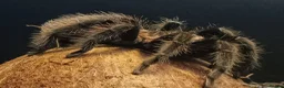Spiders invertebrates for sale: Mexican Red Rump Tarantula in Nottingham - Advert 1