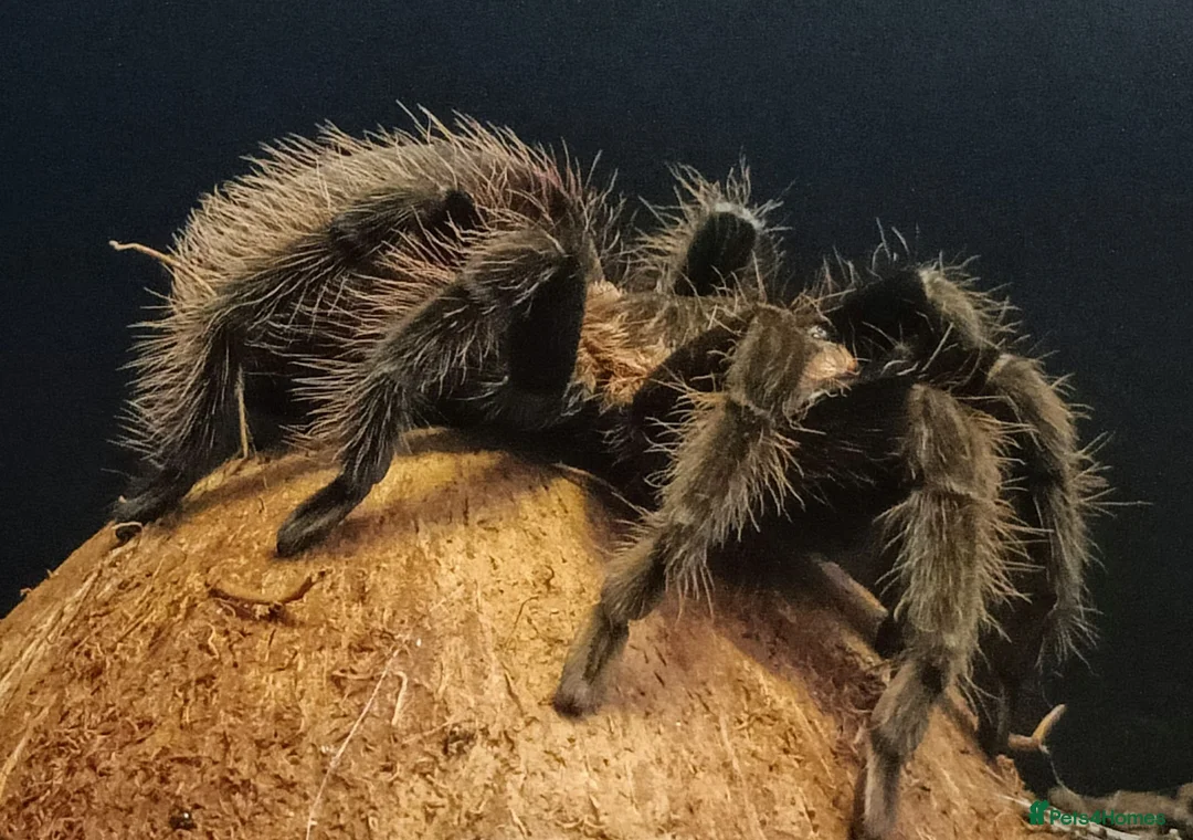 Spiders invertebrates for sale: Mexican Red Rump Tarantula in Nottingham - Advert 1