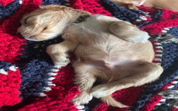 Cocker Spaniel dogs for sale: Cocker spaniel puppies  - Image 4