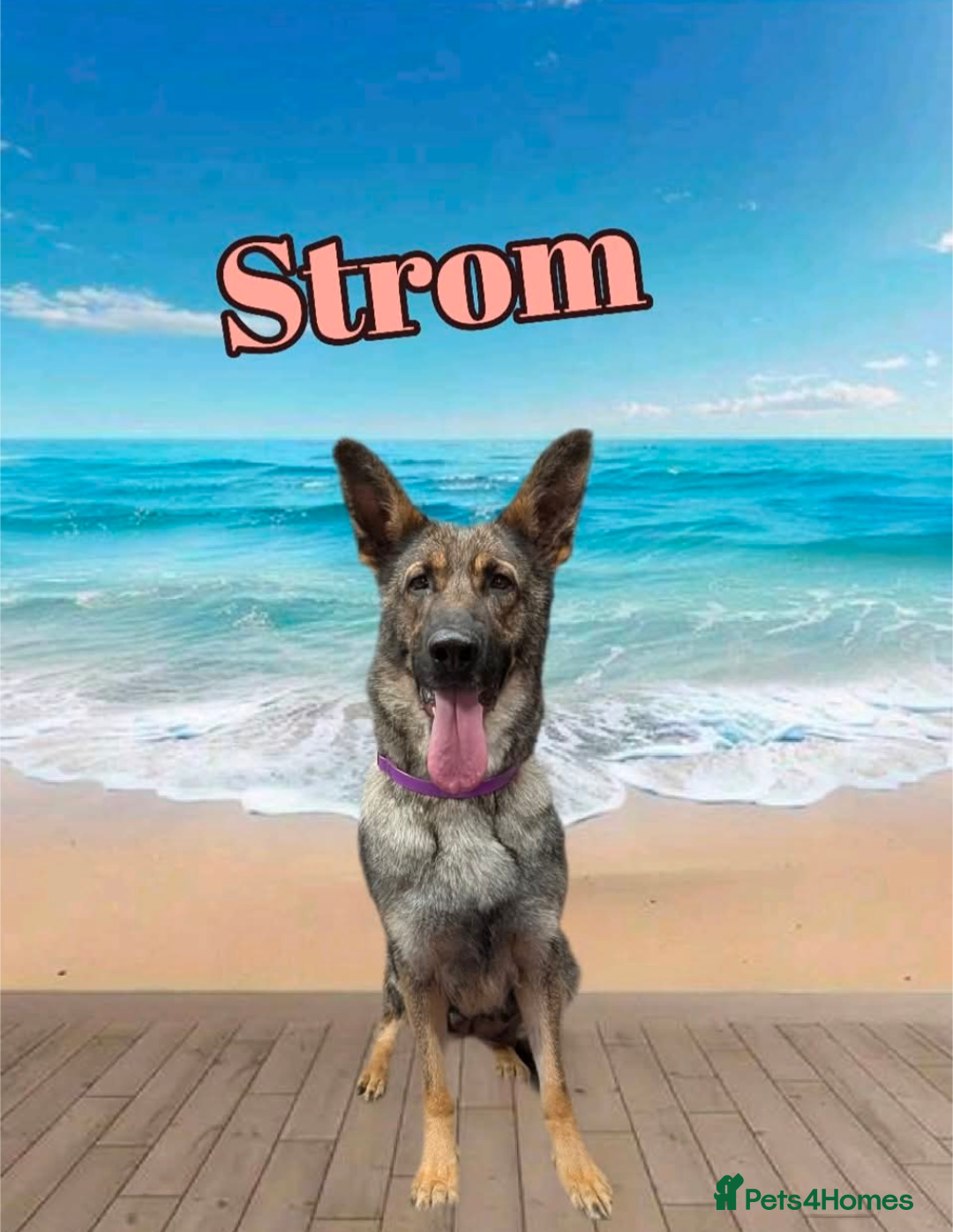German Shepherd dogs for sale: German shepherd puppy  - Image 5