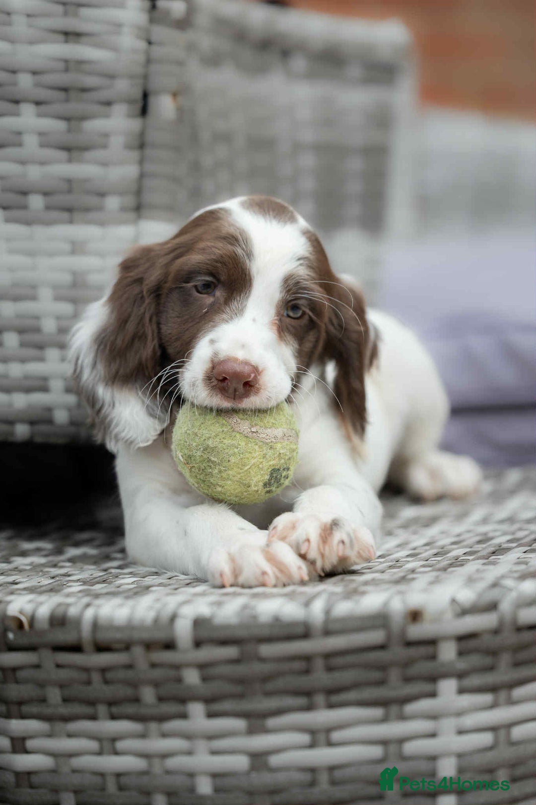 English Springer Spaniel dogs for sale: Female Springer Spaniel - Image 2