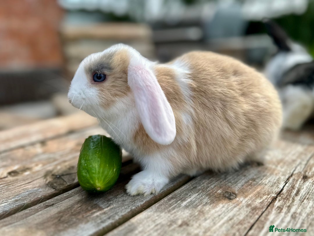 Mini Lop rabbits for sale: 2 mini lops for sale, 1 male 1 female - Image 10